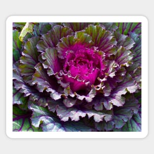 Giant purple kale Sticker